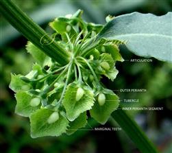  Cluster of old Flowers - See inner and outer perianth